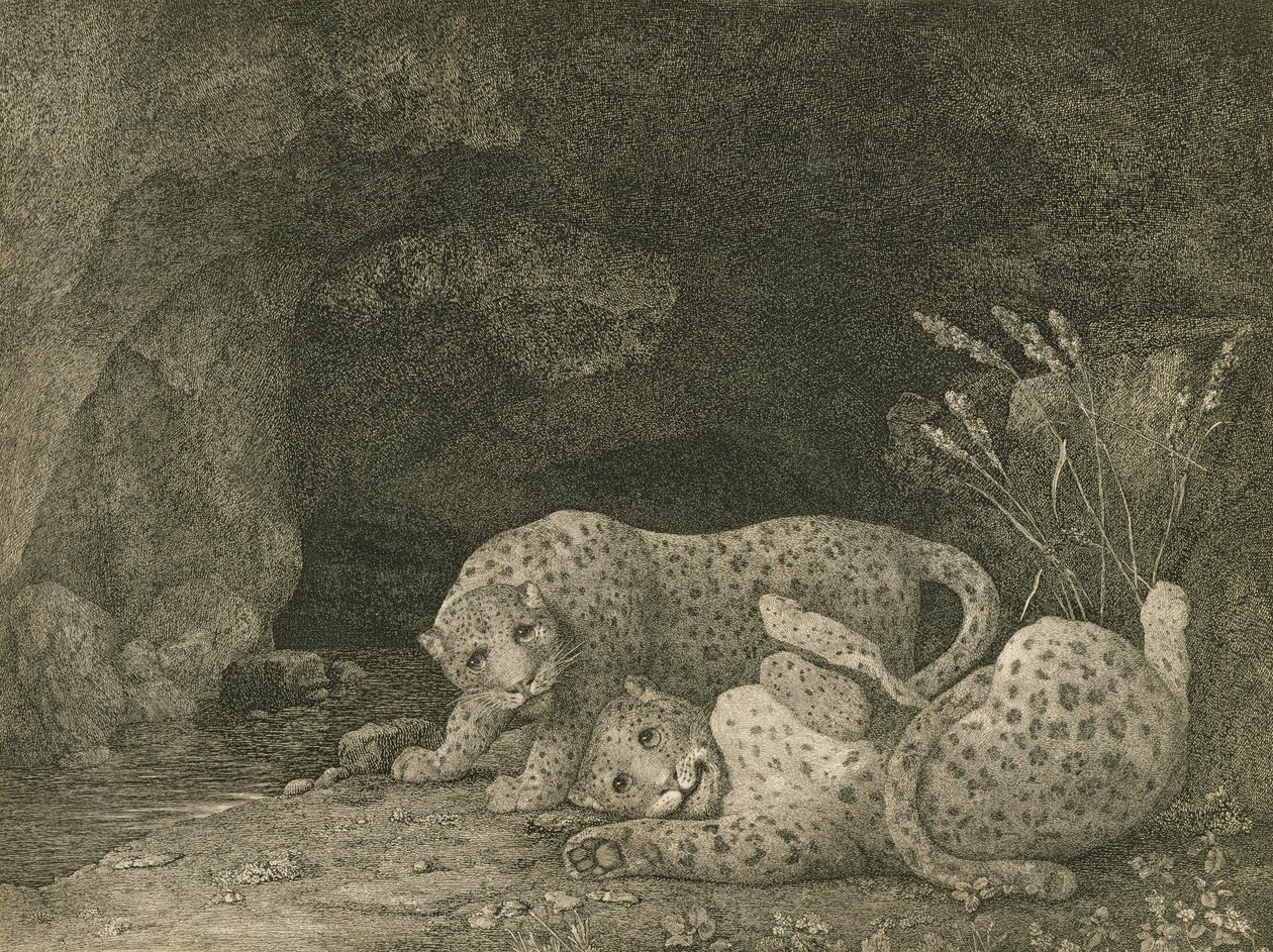 Tygers at Play, vyryto umělcem, hospoda. 1789 od George Stubbs