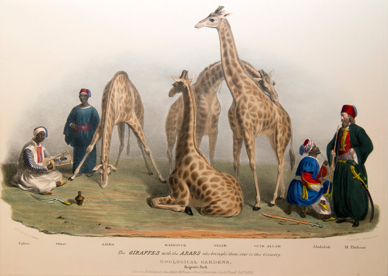 Žirafy s Araby, 1836 od George the Elder Scharf