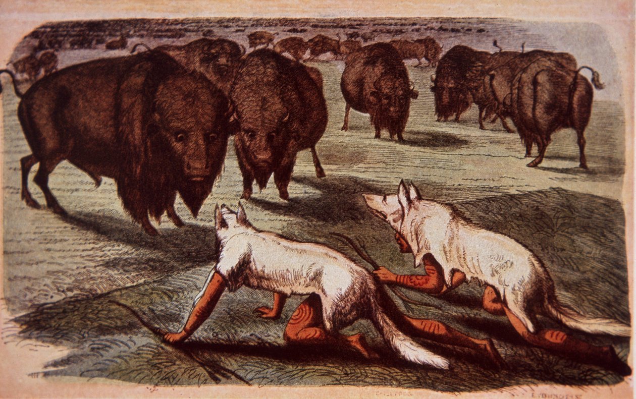 Indiáni z severoamerických plání se plíží po pasoucích se buvolech, zatímco nosí vlčí kůže, kolem roku 1840 (barva litho) od George (after) Catlin