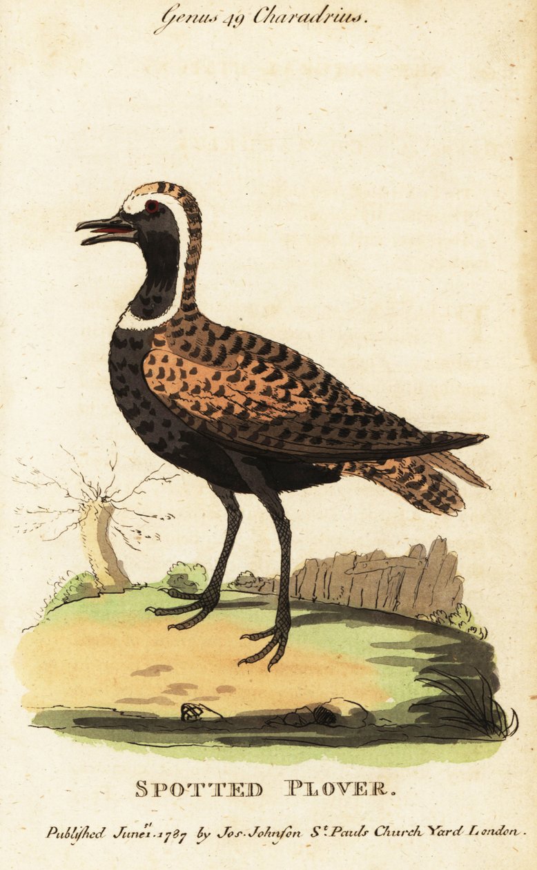 Kulík zlatý nebo kulík skvrnitý, Pluvialis dominica od George (after) Edwards
