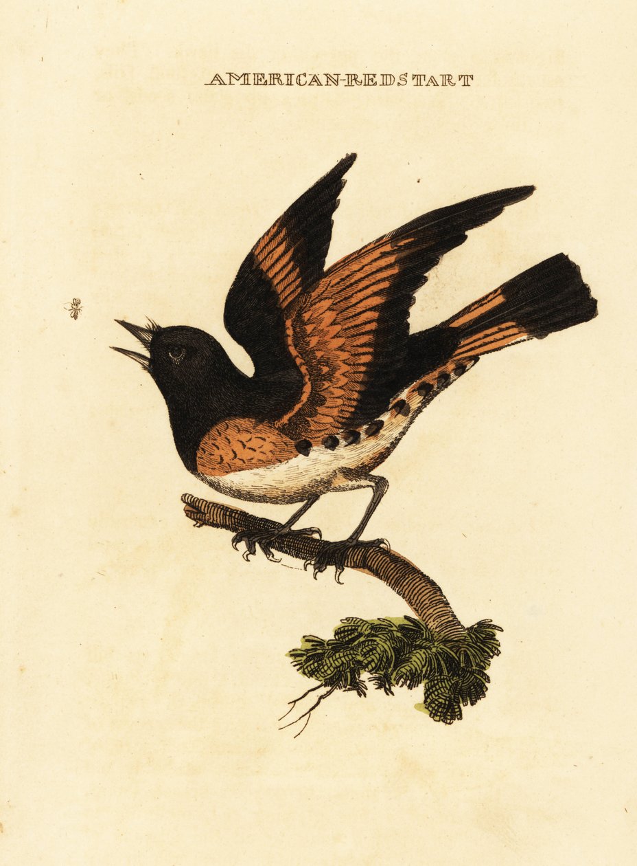 Rehek americký, Setophaga ruticilla od George (after) Edwards