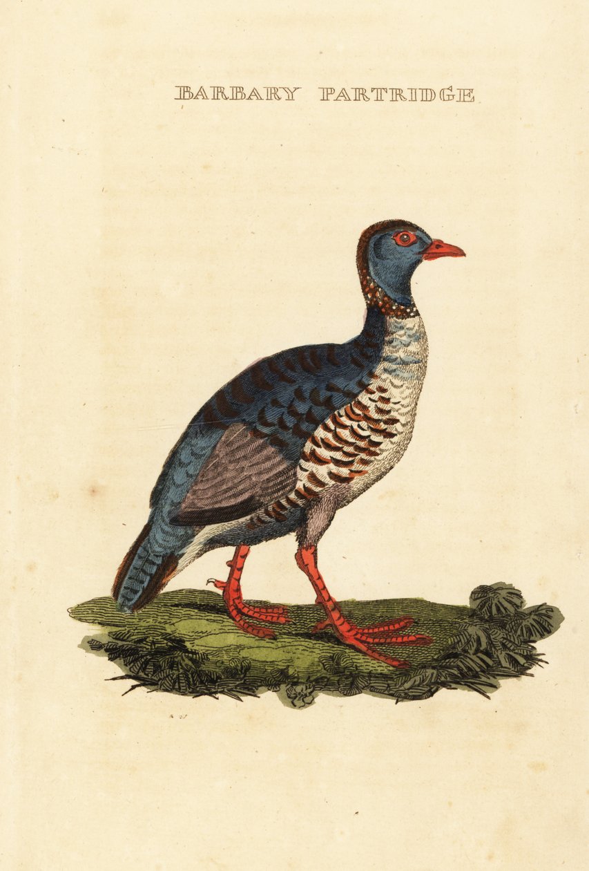 Barbary koroptev, Alectoris barbara od George (after) Edwards