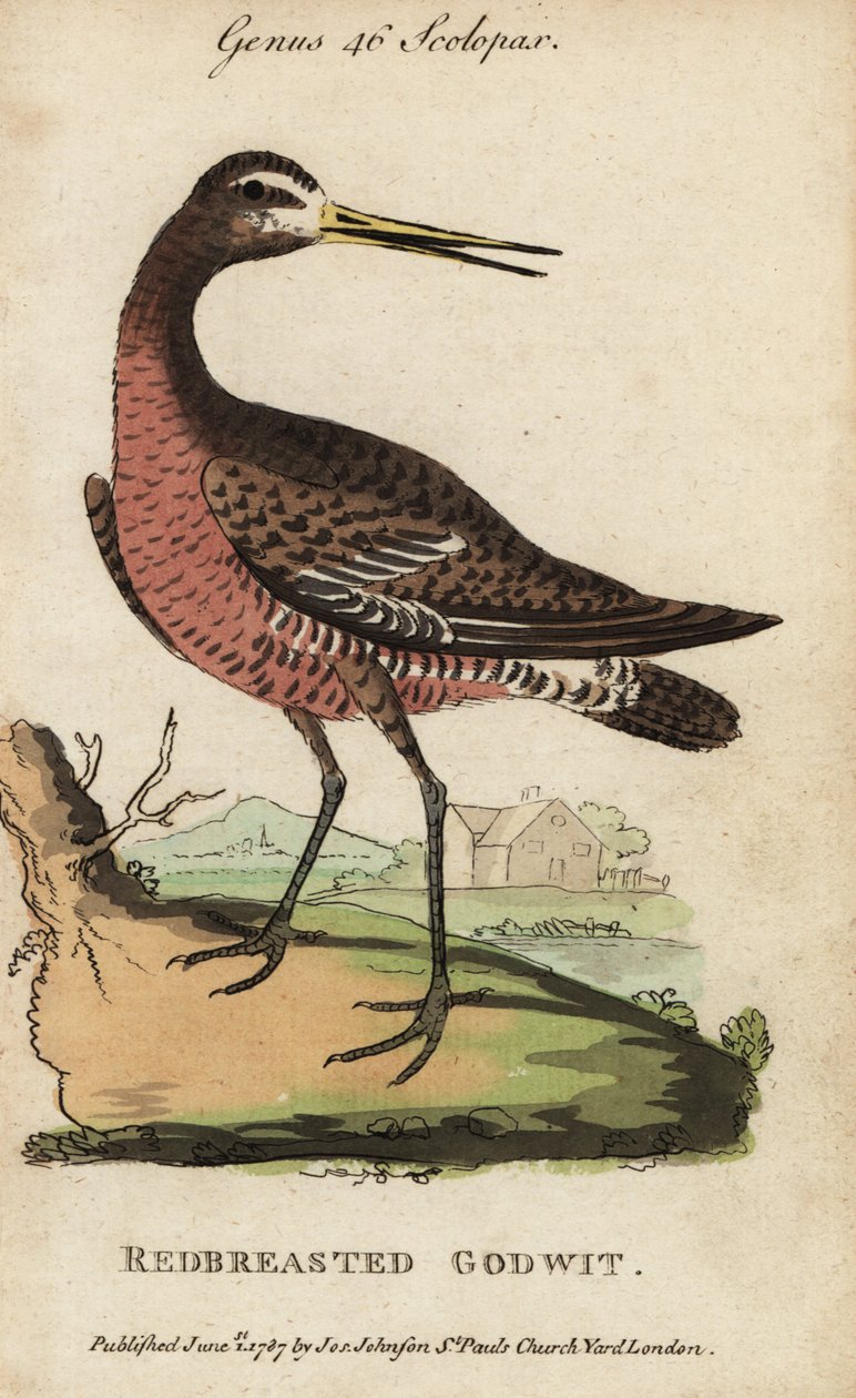 Kmotřík černoocasý nebo břehouš rudoprsý, Limosa limosa od George (after) Edwards