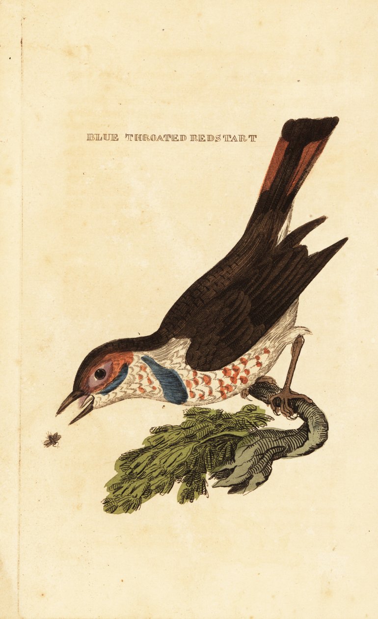Bluethroat, Luscinia svecica od George (after) Edwards
