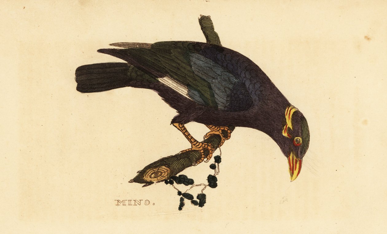 Myna obojková, Acridotheres albocinctus od George (after) Edwards