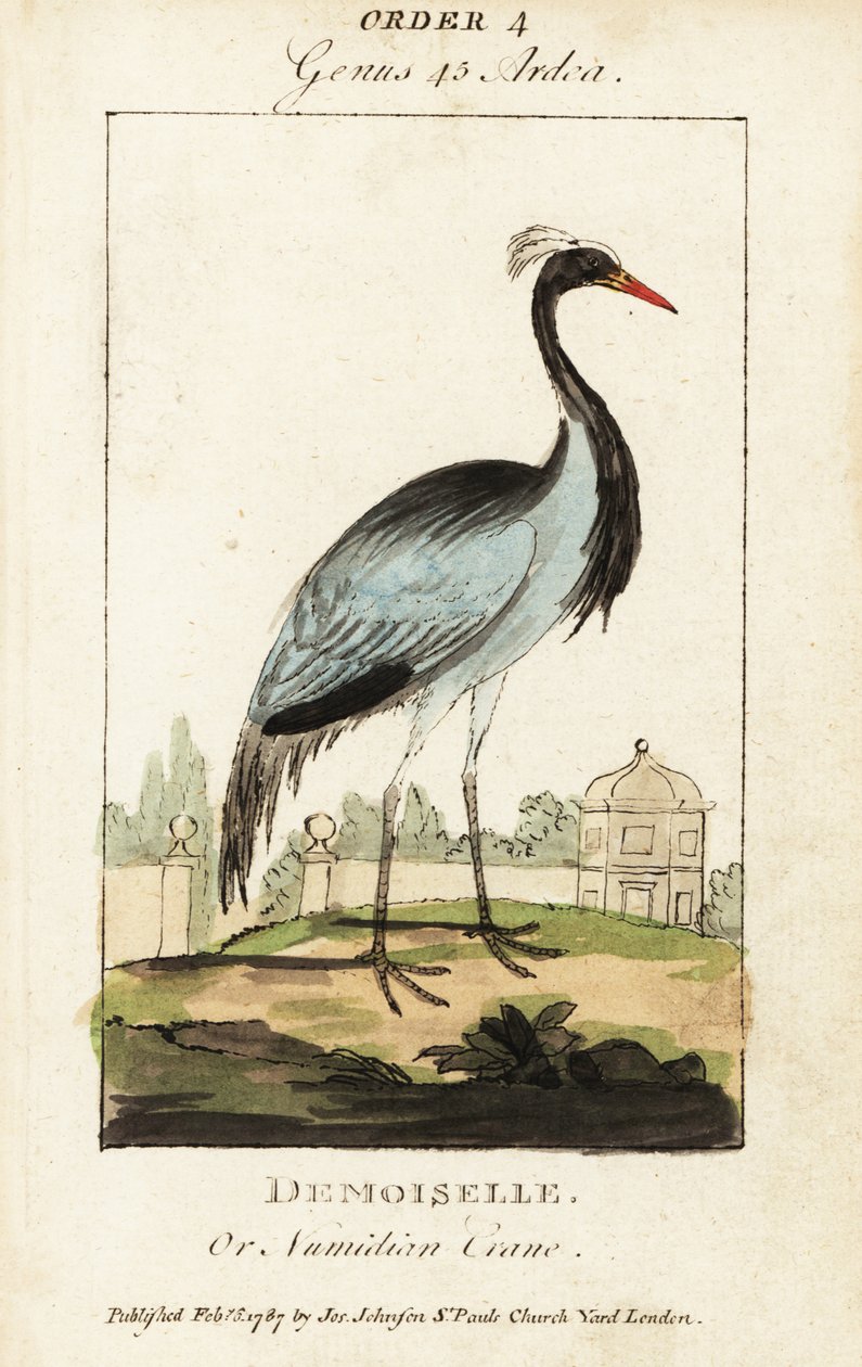Demoiselle nebo Numidian jeřáb, Grus virgo od George (after) Edwards