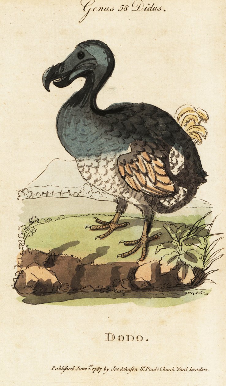 Vyhynulý dodo, Raphus cucullatus (Didus ineptus) od George (after) Edwards