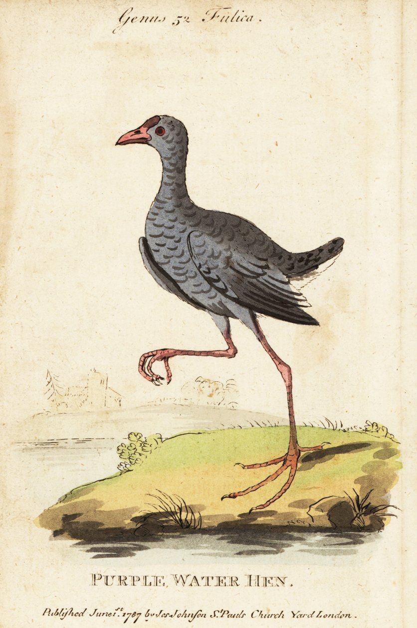 Šedohlavý plavák, Porphyrio poliocephalus od George (after) Edwards