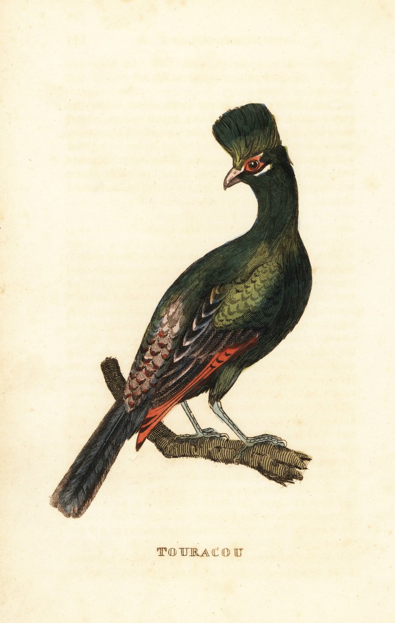Guinea turaco nebo zelený turaco, Tauraco persa od George (after) Edwards