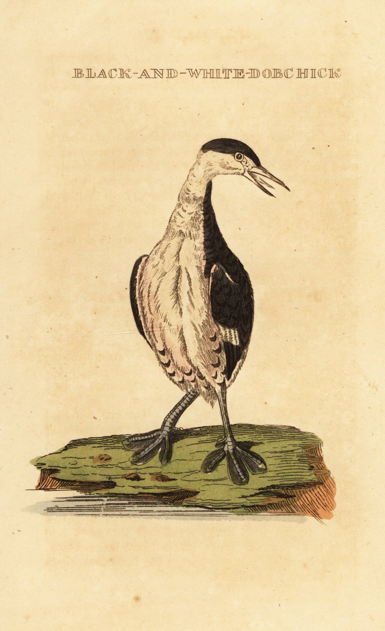 Potápka rohatá, mládě, Podiceps auritus od George (after) Edwards