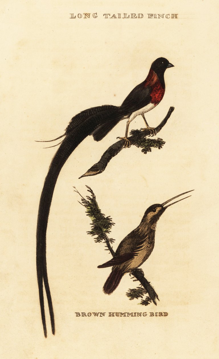 Ráj dlouhoocasý Whydah, Vidua paradisaea a kolibřík rufous, Selasphorus rufus od George (after) Edwards