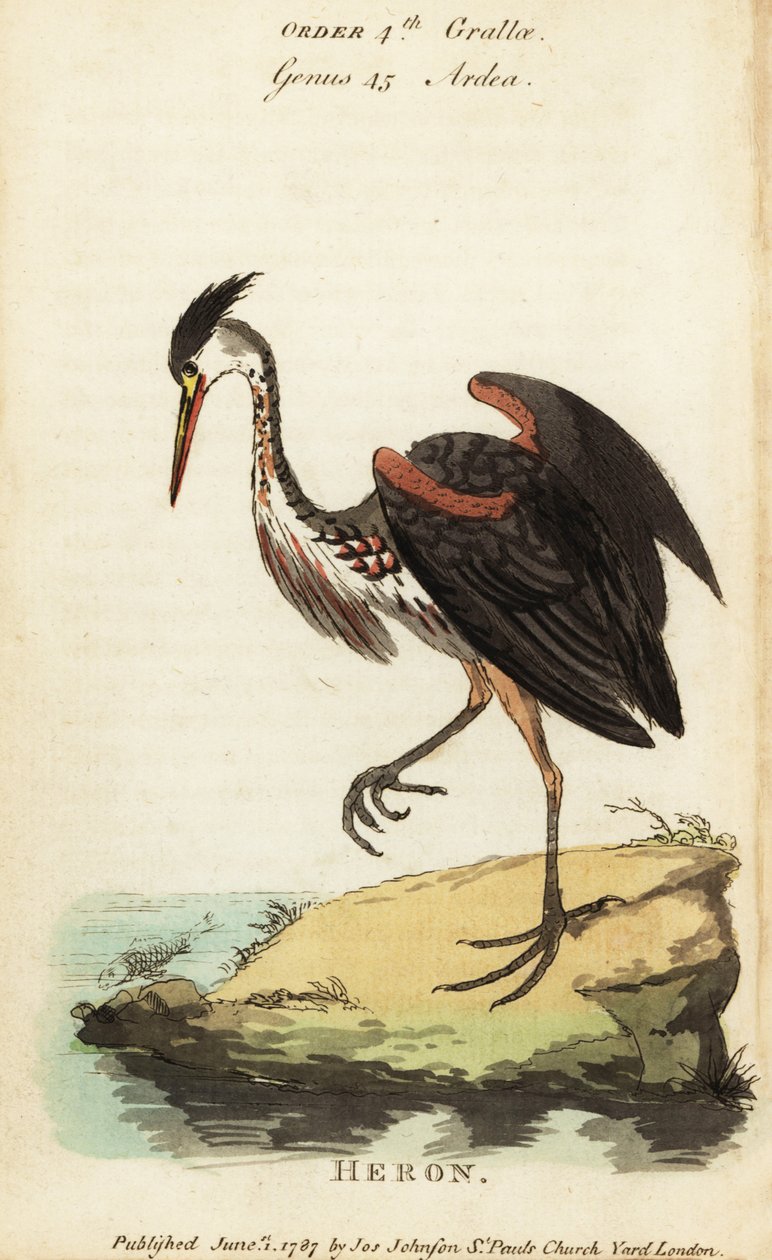 Severoamerická volavka popelavá, Ardea fusca od George (after) Edwards