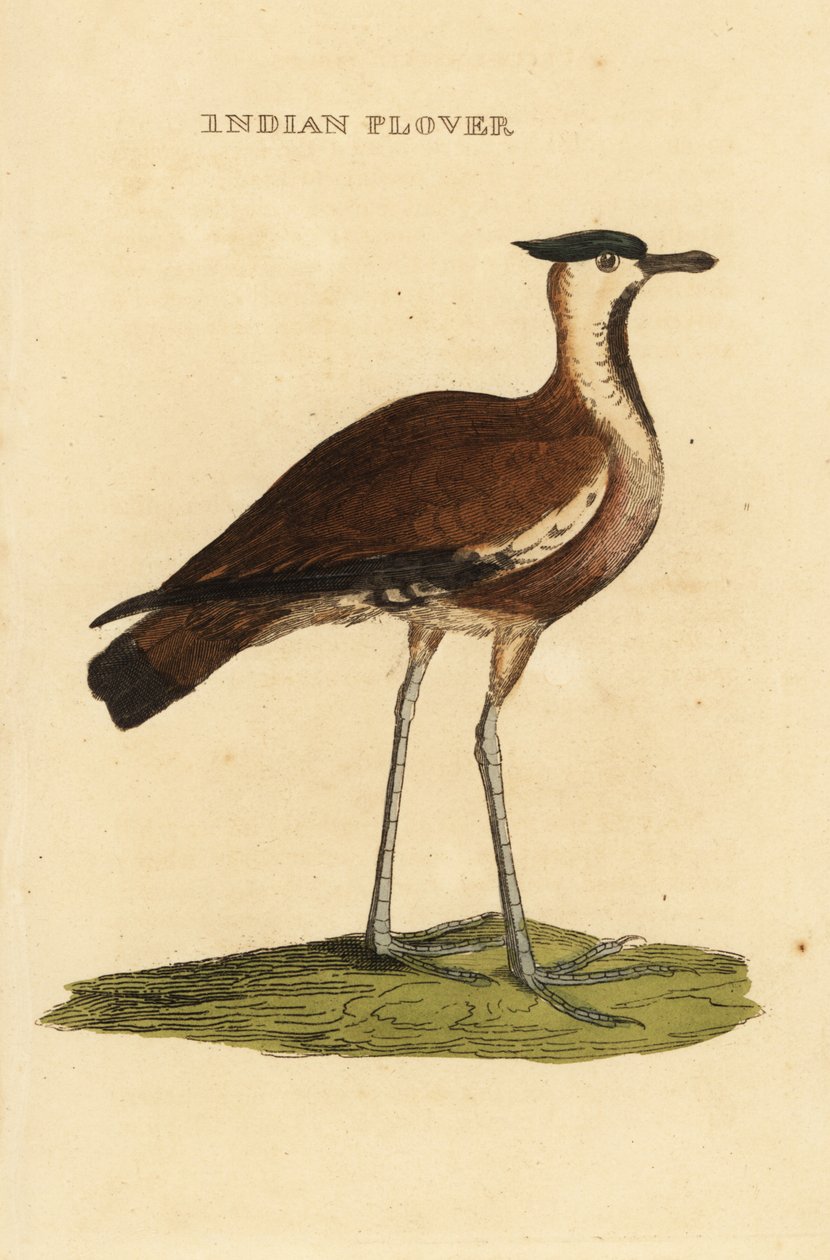 Čejka severní, Vanellus vanellus od George (after) Edwards