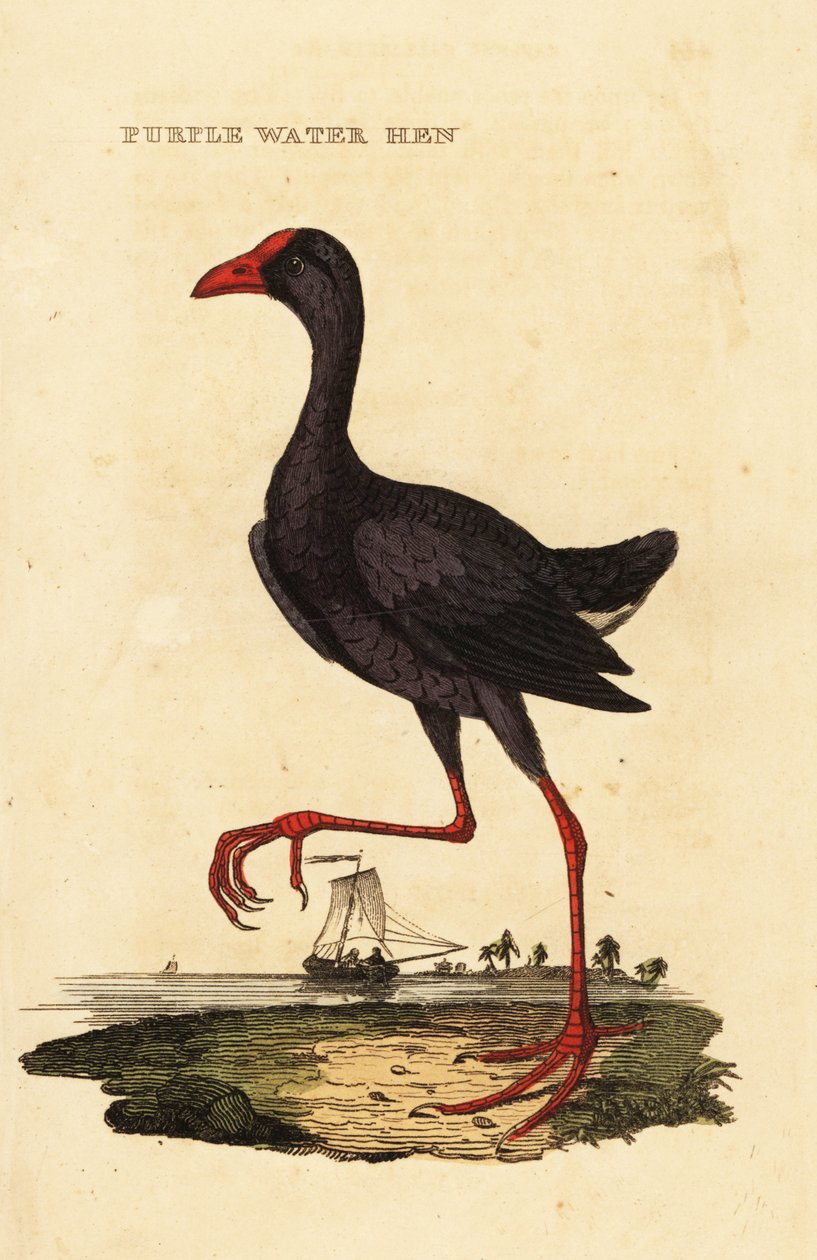 Fialový plavák, Porphyrio porphyrio od George (after) Edwards