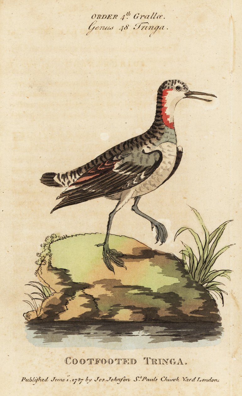 Falarop rudokrký, Phalaropus lobatus (tringa lyska, Tringa rufra canadensis) od George (after) Edwards