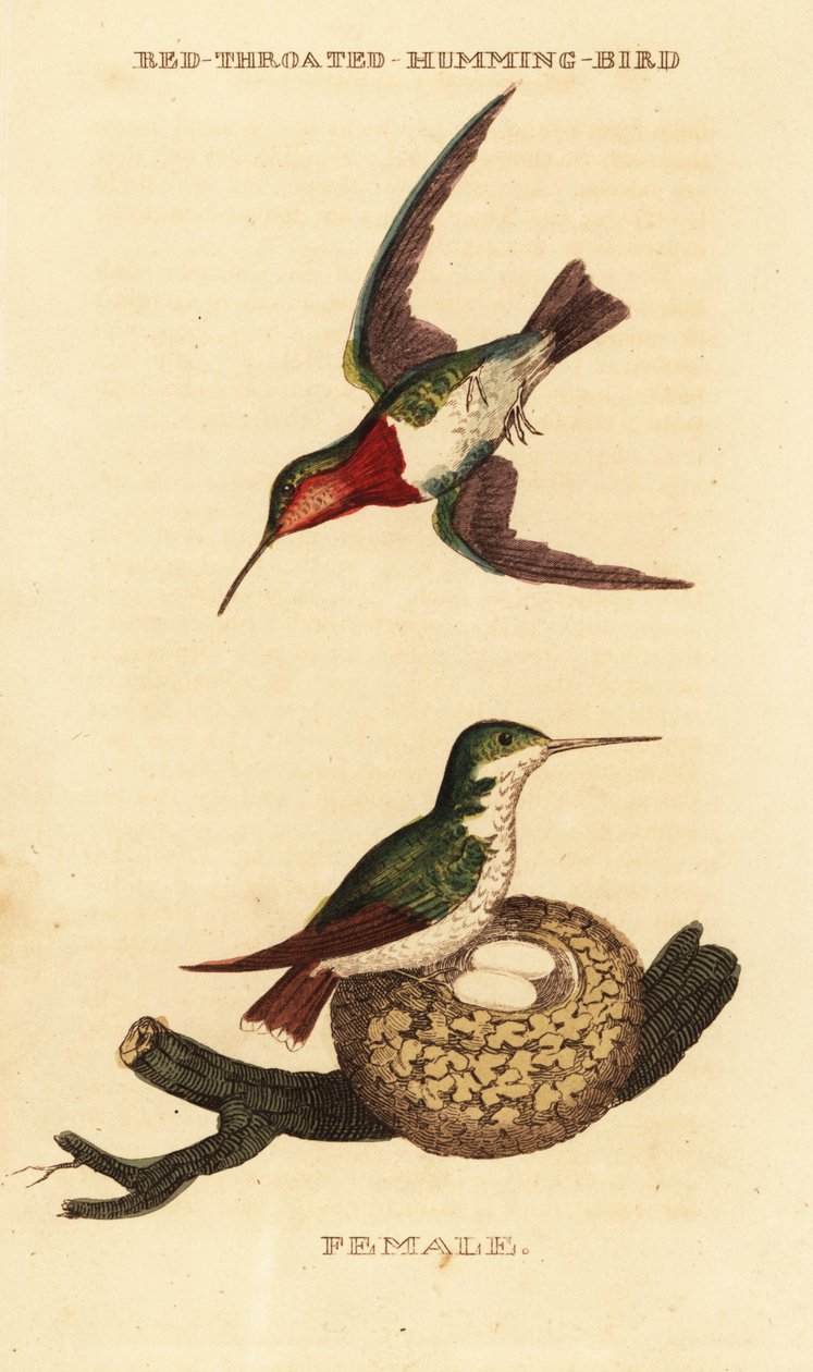 Kolibřík rubínový, Archilochus colubris od George (after) Edwards
