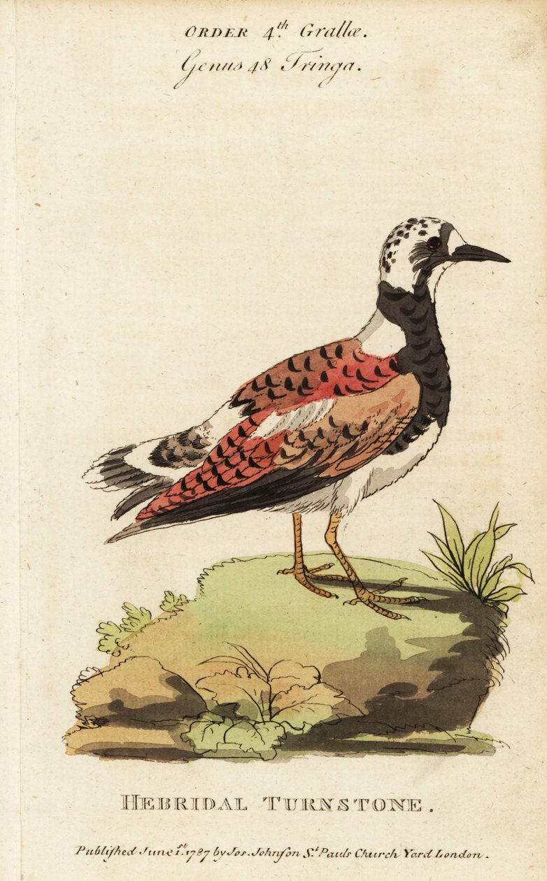Ruddy turnstone, Arenaria překladatel od George (after) Edwards