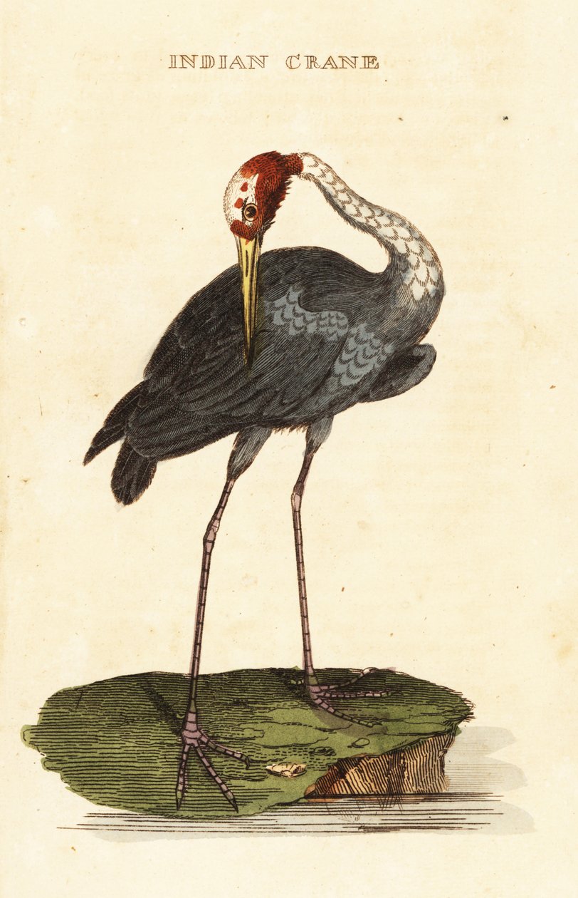 Sarus jeřáb, Antigona antigona od George (after) Edwards