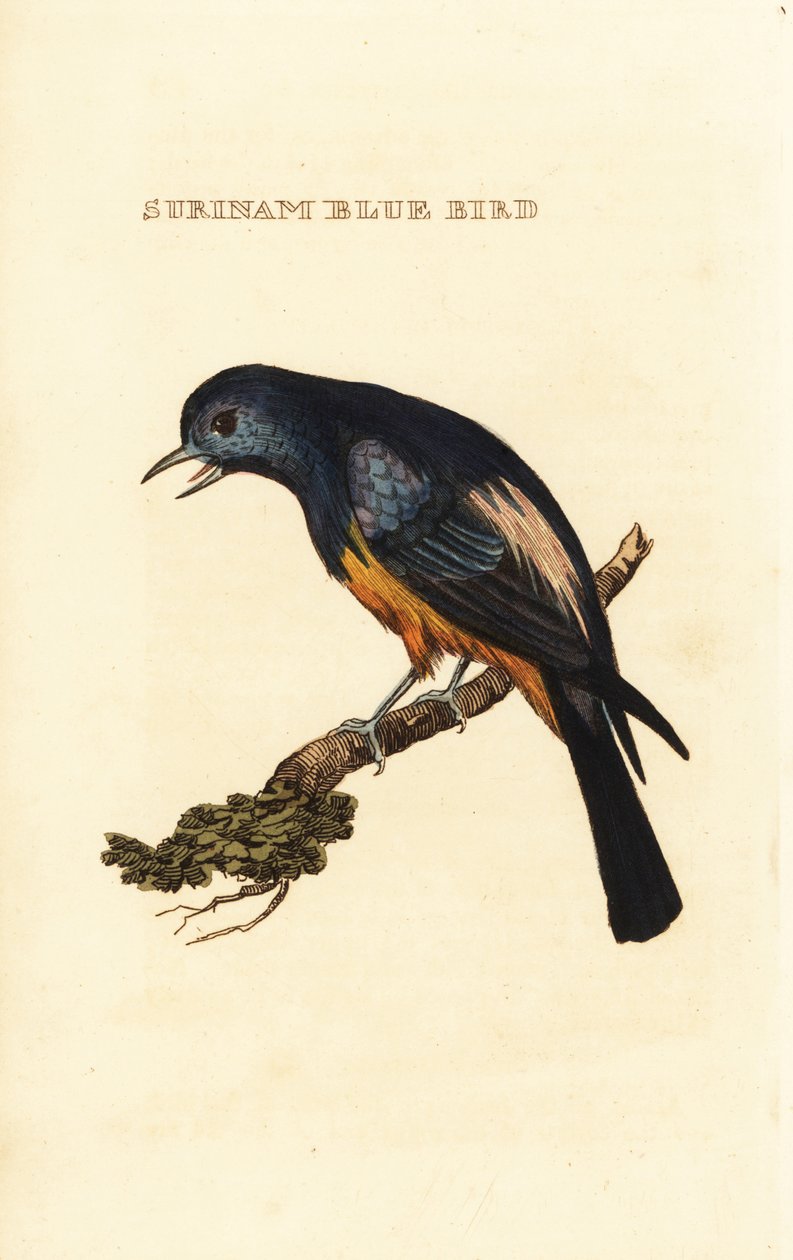 Tanager se stříbřitými prsy, údolí Tangara od George (after) Edwards
