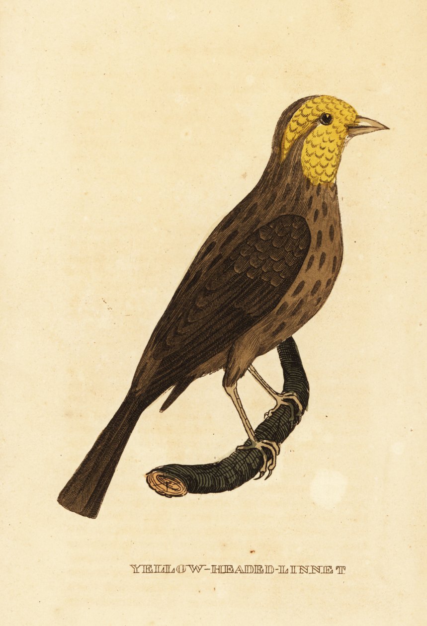 Žlutý groš, Pheucticus chrysopeplus od George (after) Edwards