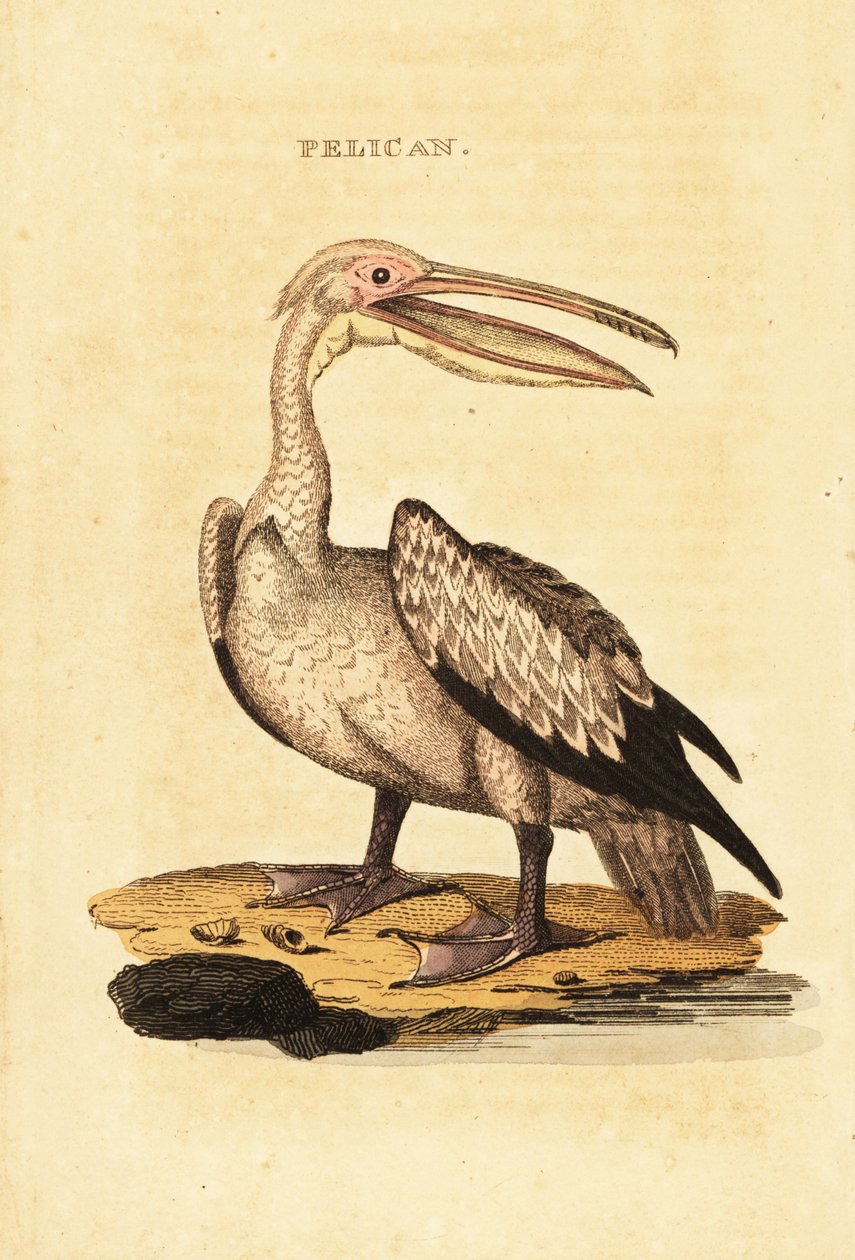 Pelikán bílý, Pelecanus onocrotalus od George (after) Shaw