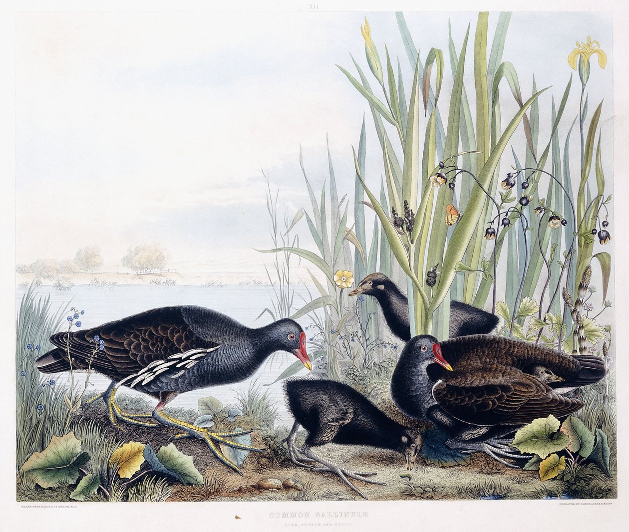 Gallinule obecná (samec, samice a mláďata), kolem 1841 (ručně kolorovaná rytina) od George (after) Shield