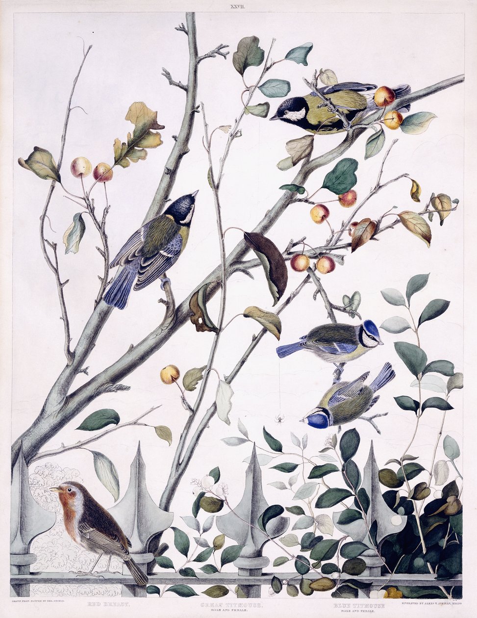 Červená prsa (Robin), sýkora koňadra (samec a samice) a sýkora modrá (samec a samice), kolem 1841 (ručně kolorovaná rytina) od George (after) Shield
