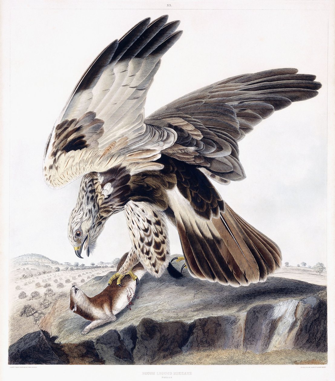 Káně drsnonohé (samice), kolem 1841 (ručně kolorovaná rytina) od George (after) Shield