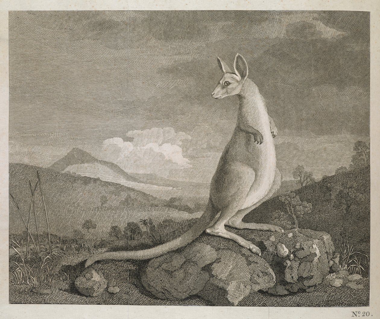 Zvíře nalezené na pobřeží Nového Holandska s názvem Kangaroo od George (after) Stubbs