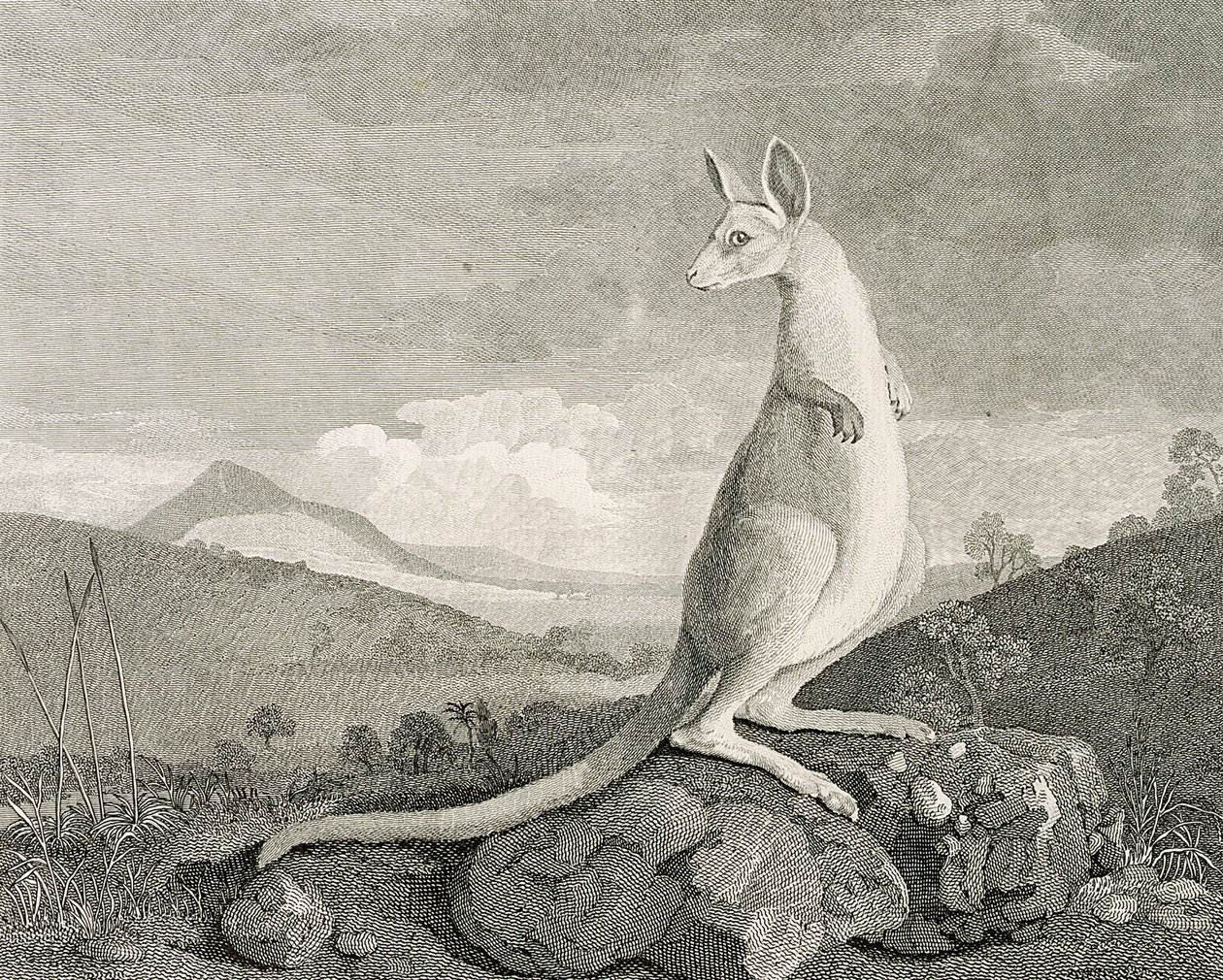 Zvíře nalezené na pobřeží Nového Holandska, zvané Kanguroo", asi 1773 (rytina, lept) od George (after) Stubbs