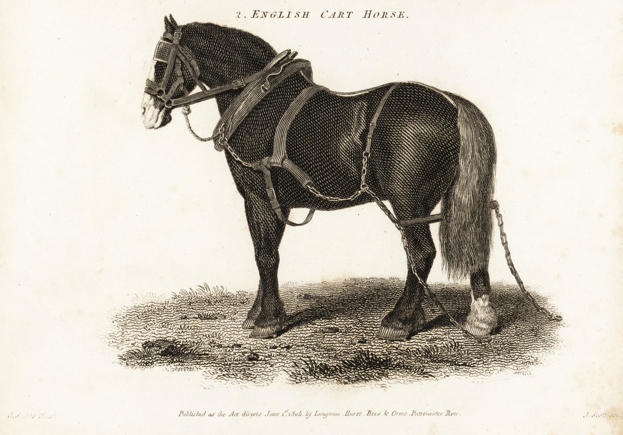 English Cart Horse nebo Shire tažný kůň. od George (after) Stubbs