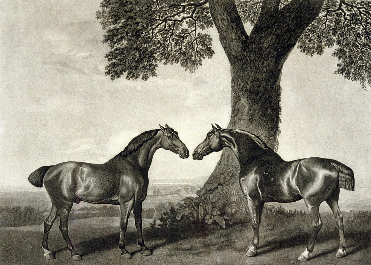 Dva lovci, vyryl G.T. Stubbs (bap.1748-c.1815) (litho) (viz také 266802) od George (after) Stubbs