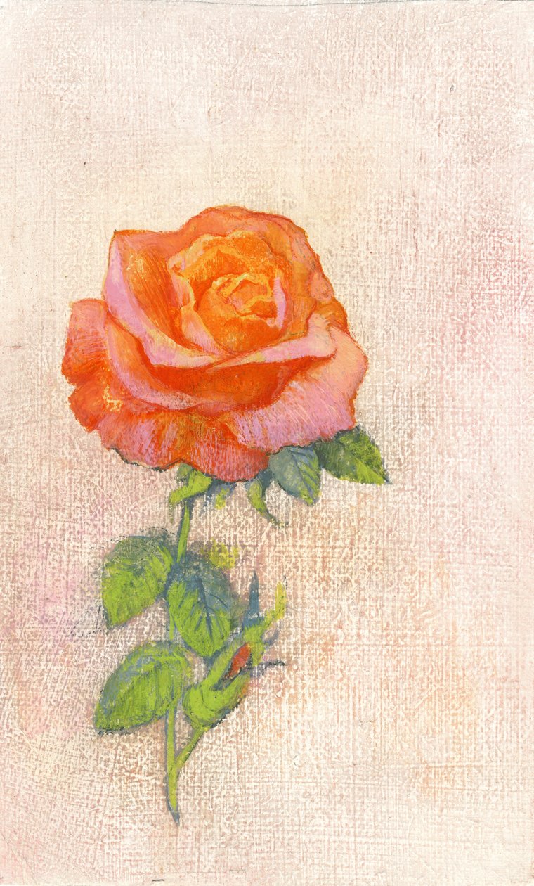 Pale Rose, 80. léta (kvaš na sololitu) od George Adamson