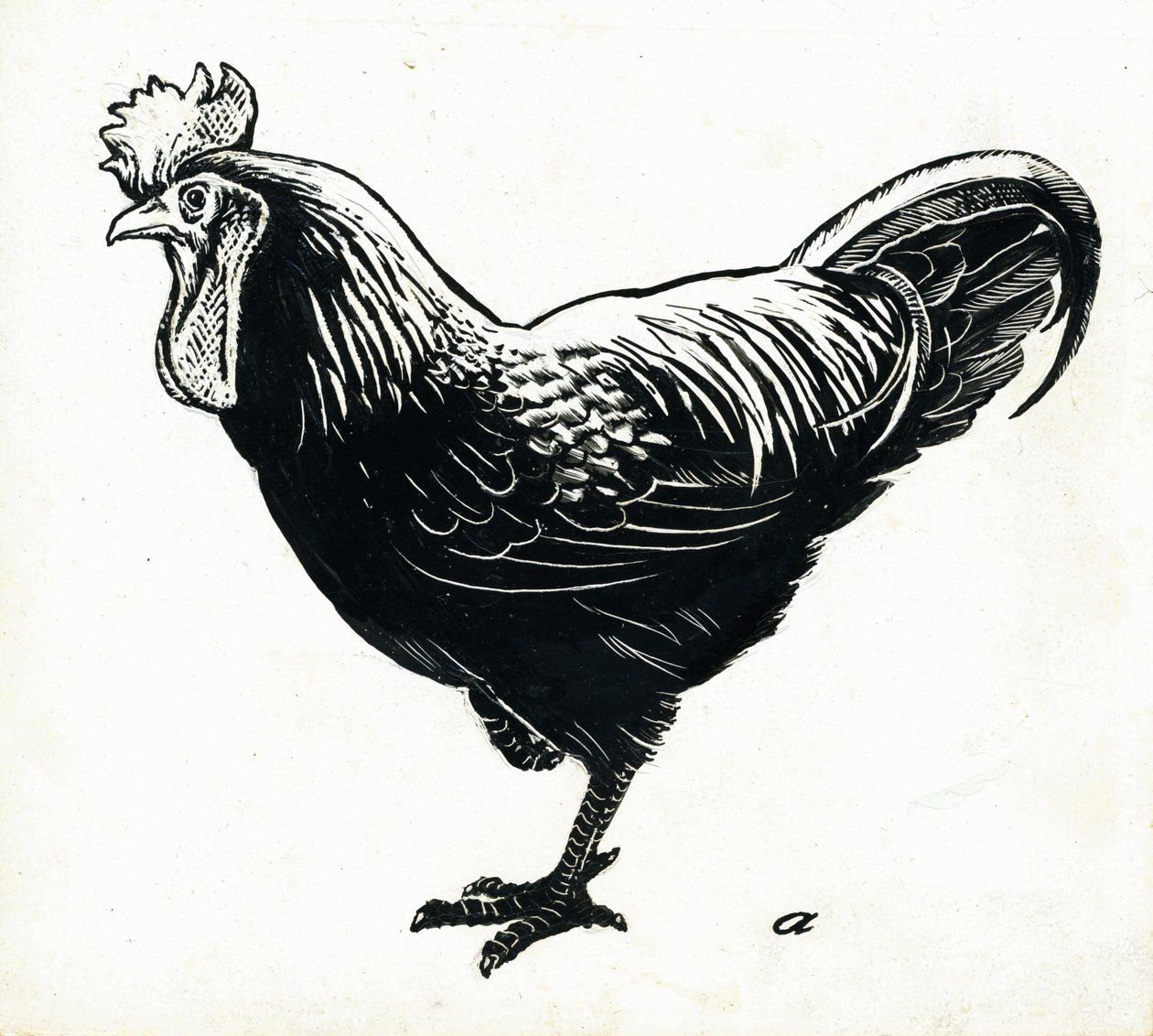 The Hen, 50. léta (škrabka) od George Adamson
