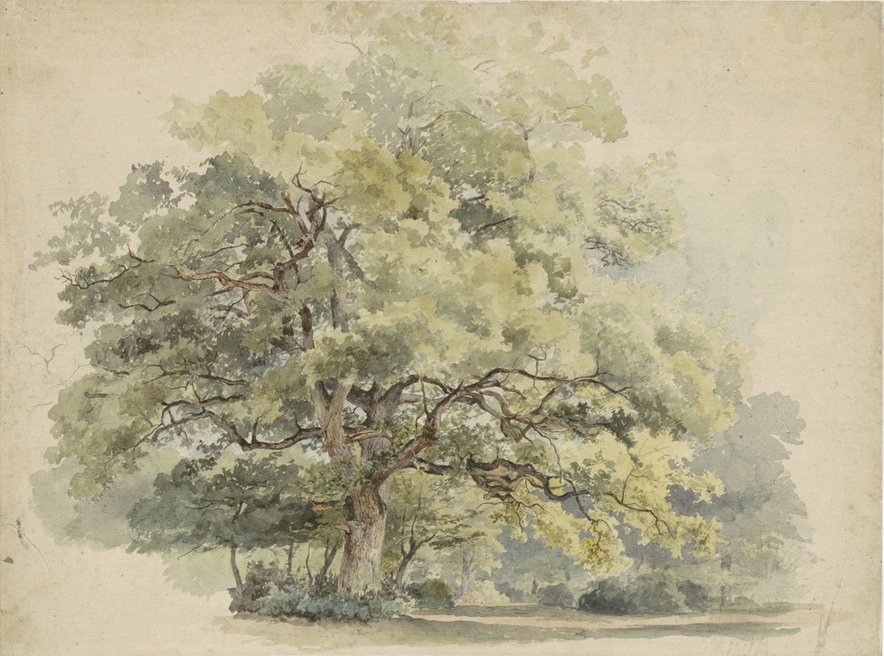 Studie stromů od George Andries Roth