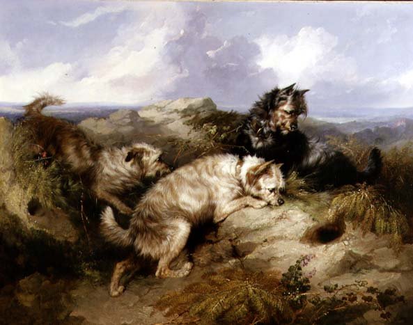 A Dandy Dinmont a Two Cairns Rabbiting (olej na plátně) od George Armfield