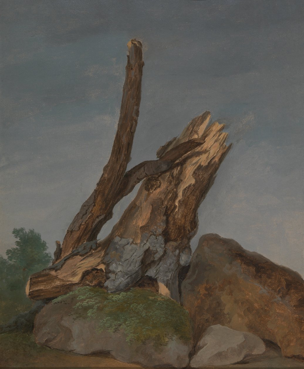 Studium hornin a větví od George Augustus Wallis