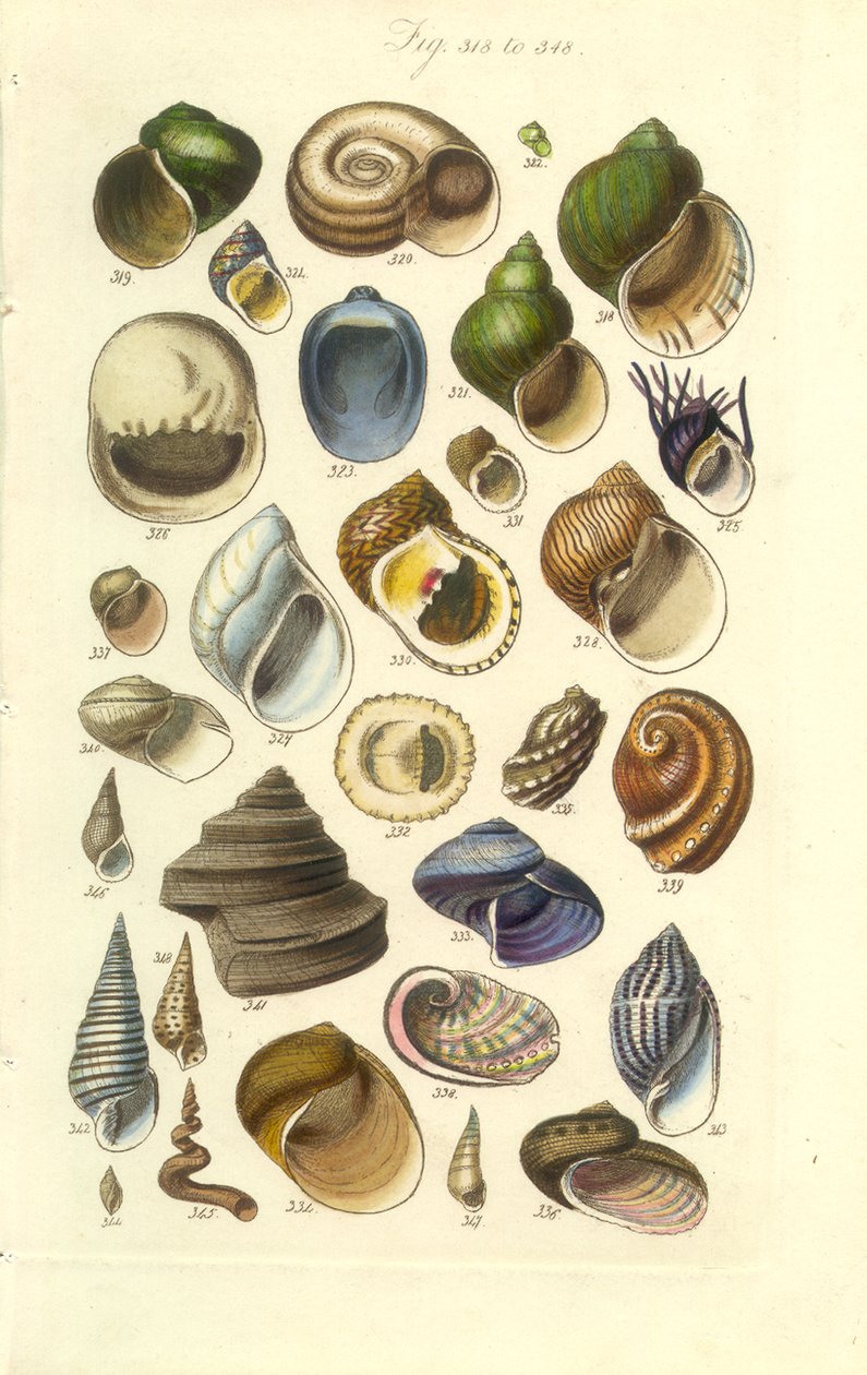 Conchological Manual Plate 15. Barevné lastury včetně lastur Abalone od George B. Sowerby