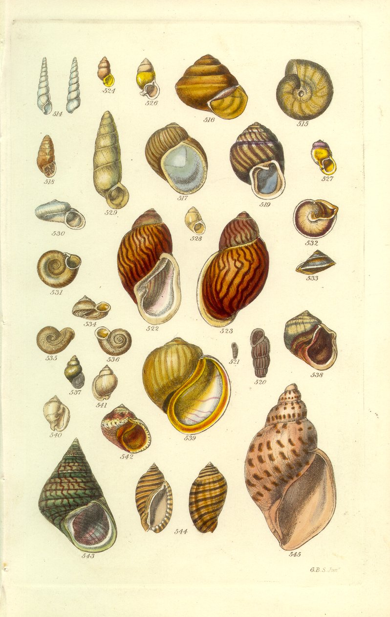 Conchological Manual Plate 25. Barevné pozemské mušle od George B. Sowerby