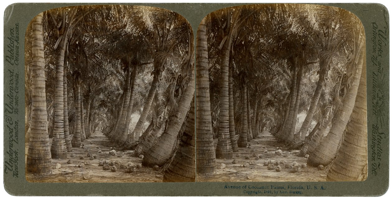 Avenue of kokosových palem, Florida, USA, 1891. od George Barker