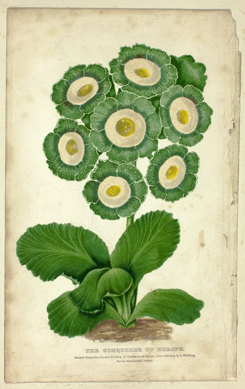 Dobyvatel Evropy (Auricula) od George Baxter