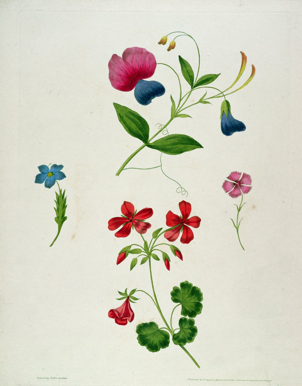 Ilustrace z 