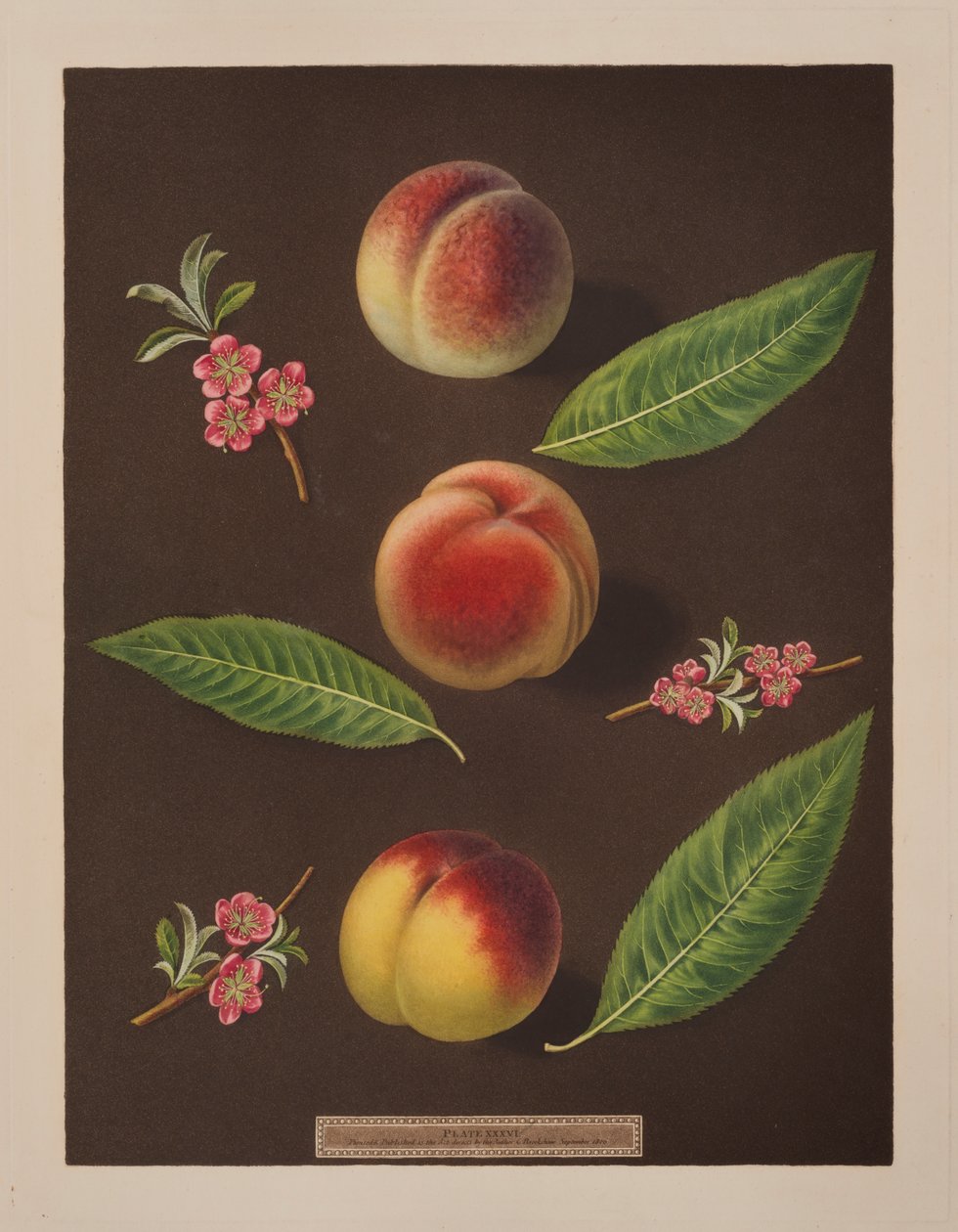 Kancléř, Catherine a broskve Old Newington (barva lito) od George Brookshaw
