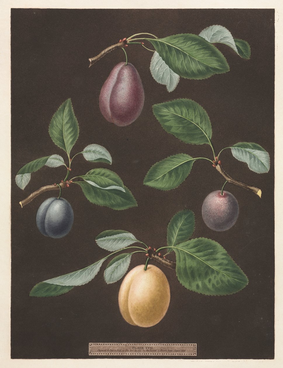 Pomona Britannica: č. 17 - Švestky od George Brookshaw