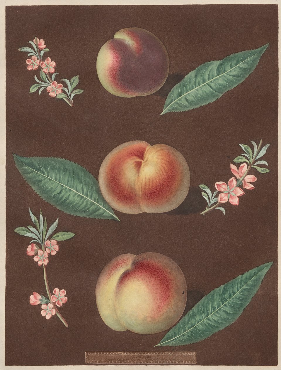 Pomona Britannica: č. 33 - Broskve od George Brookshaw