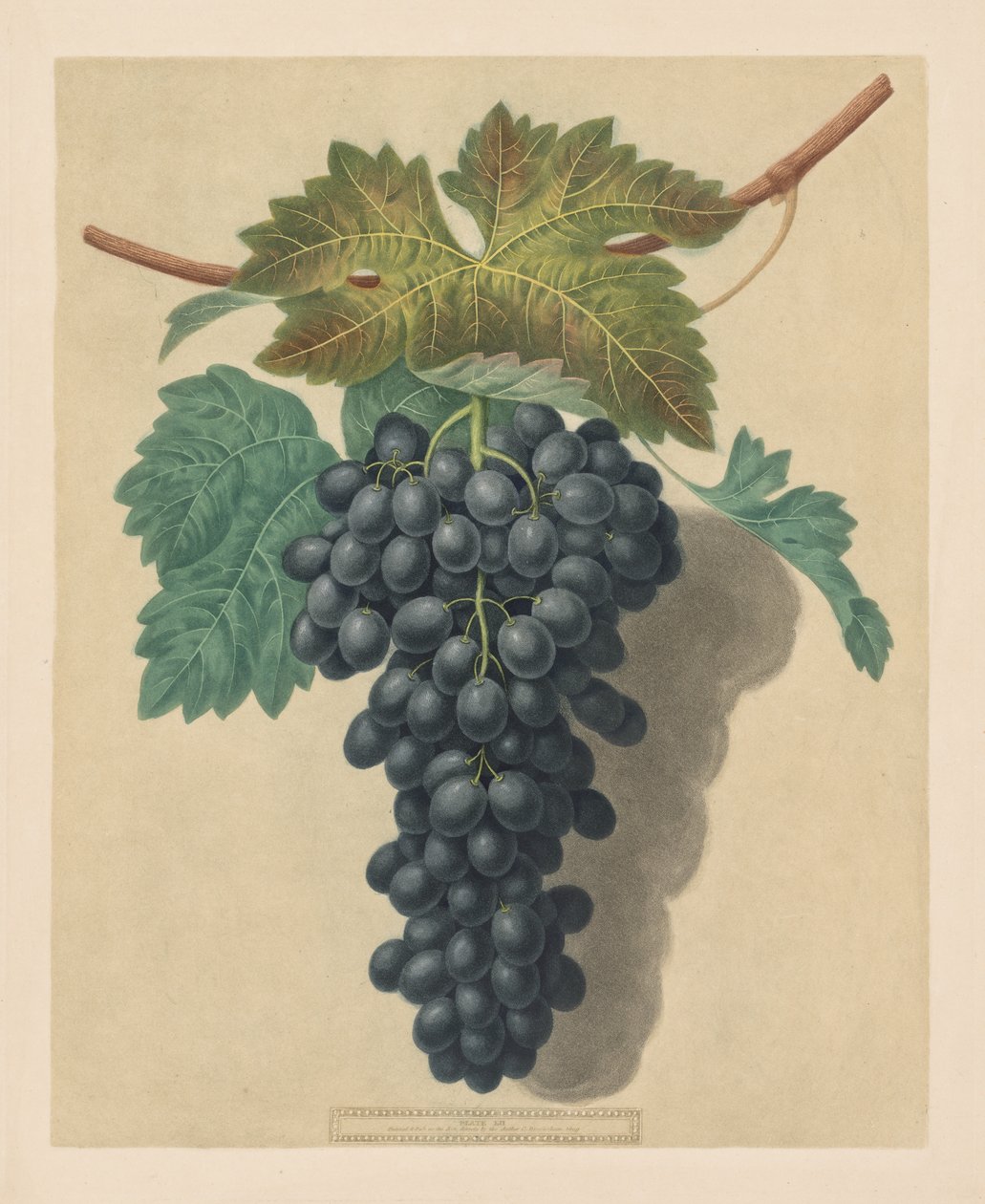 Pomona Britannica: č. 52 - Black Prince Grape od George Brookshaw
