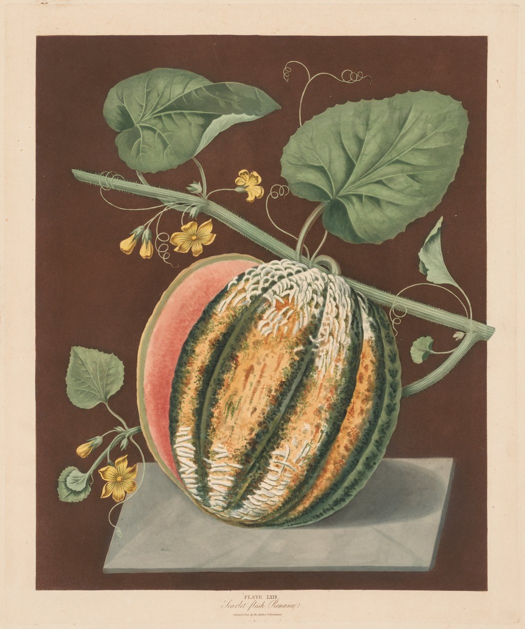 Pomona Britannica: č. 64 - Scarlet Flesh Romana Melon od George Brookshaw