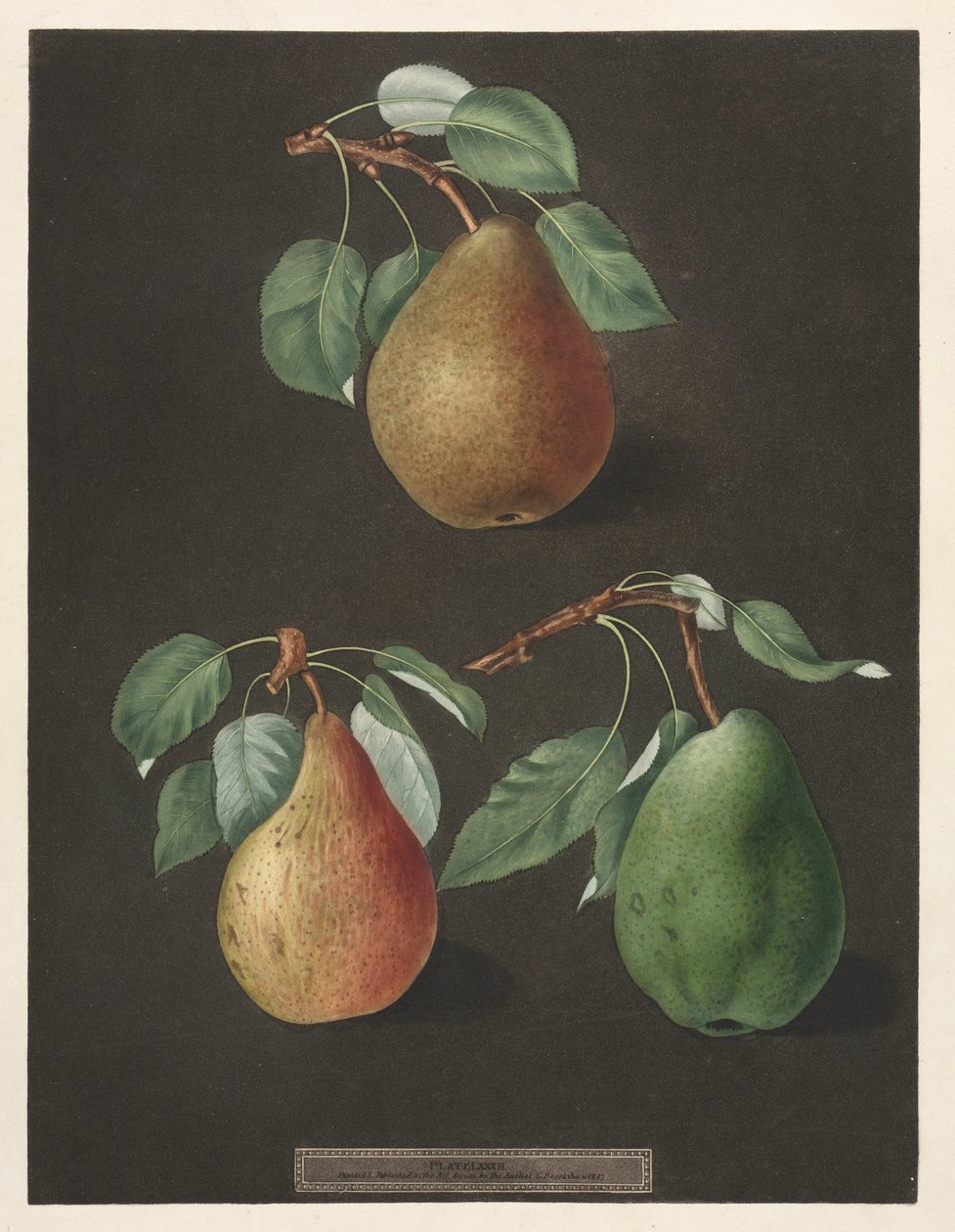 Pomona Britannica: č. 82 - Hrušky, 1807. od George Brookshaw