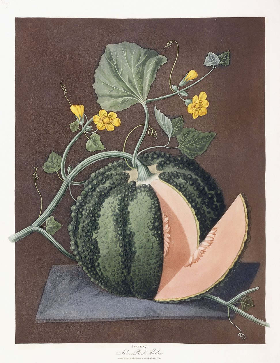 Stříbrný rockový meloun, 1812 od George Brookshaw