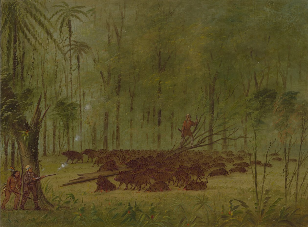 A Fight with Peccaries - Caribbe, 18541869. od George Catlin